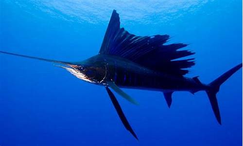 sailfish 源码